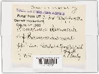 Urocystis ranunculi image