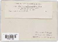 Urocystis anemones image