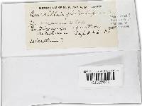 Burrillia globulifera image