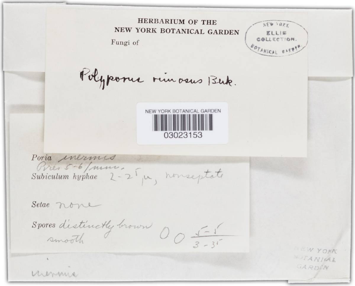 Fulvifomes inermis image