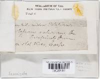 Phellinus laevigatus image