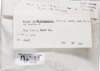 Phellinus rufitinctus image