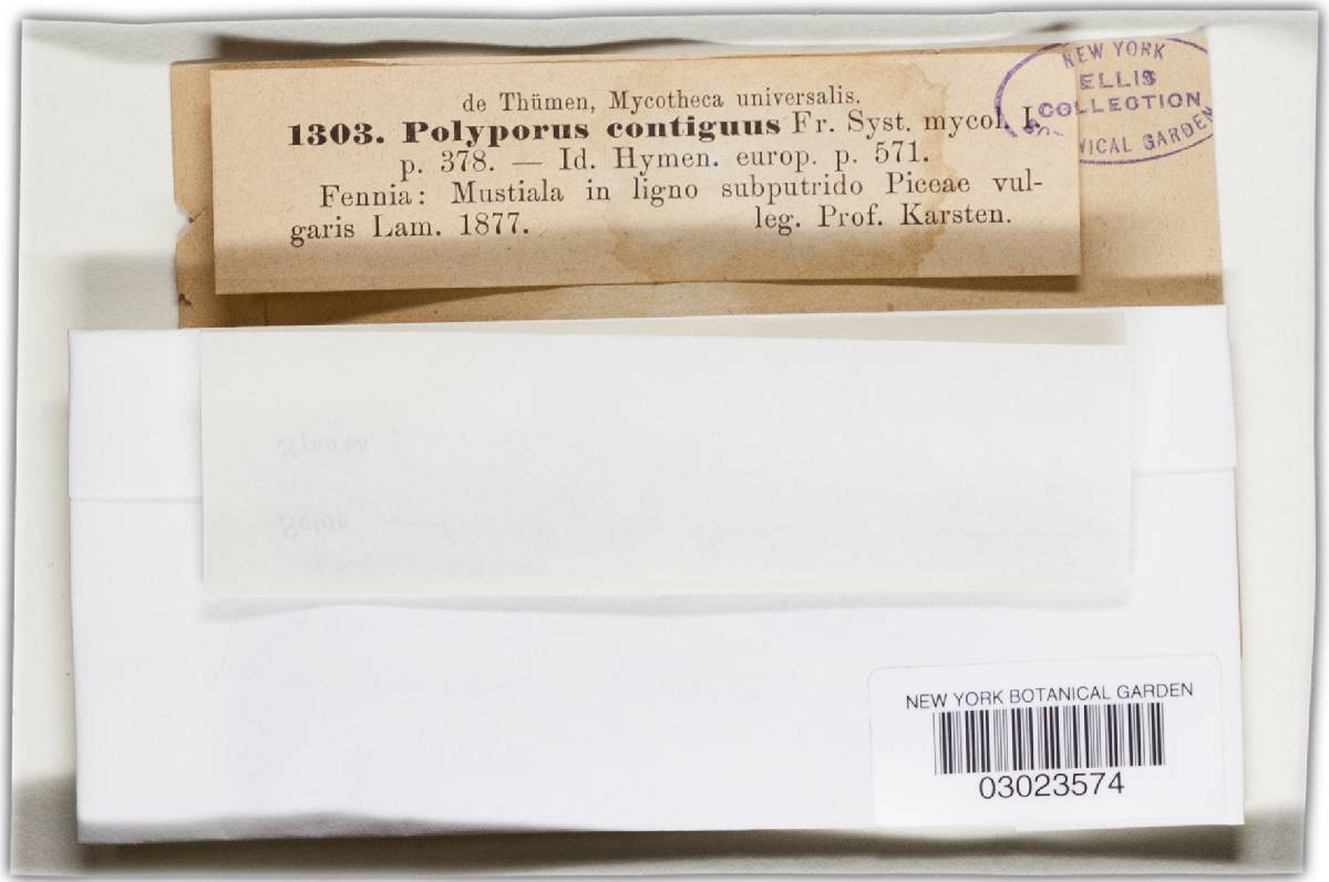 Phellinus viticola image
