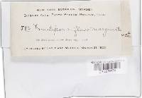 Trametes modesta image