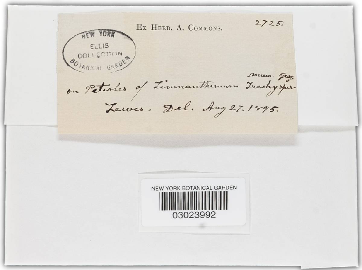 Burrillia decipiens image