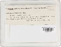 Phellinus igniarius image