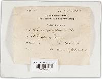 Phellinus pachyphloeus image