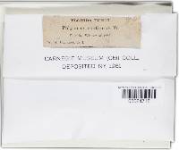 Fuscoporia contigua image