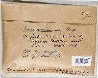 Phellinus fastuosus image