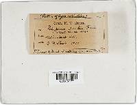 Onnia tomentosa image