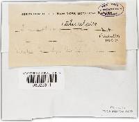 Inonotus cuticularis image