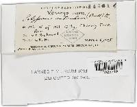 Inonotus cuticularis image