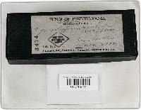 Phellinus everhartii image