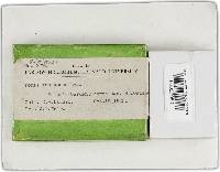 Phellinus fastuosus image