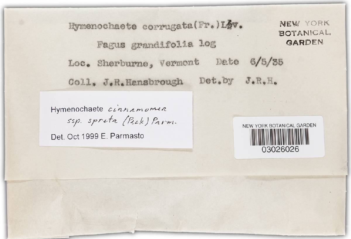 Hymenochaete cinnamomea image