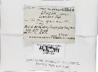 Pluteus plautus image