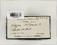 Rhodocollybia butyracea image