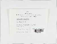 Rhodocollybia maculata image