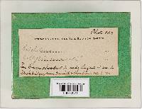 Rhodocollybia maculata image