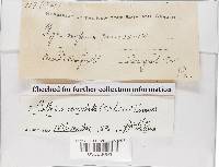 Rhodocollybia maculata image