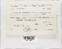 Rhodocollybia maculata image