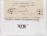 Rhodocollybia maculata image