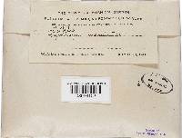 Rhodocollybia maculata image