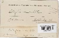 Rhodocollybia maculata image