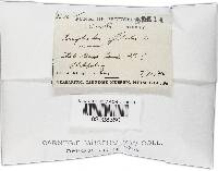 Rickenella fibula image