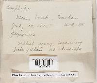 Rickenella fibula image