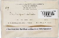 Rickenella fibula image