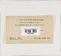 Cortinarius caperatus image