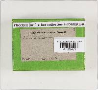 Cortinarius caperatus image