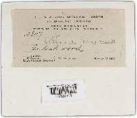 Thumbnail image of current specimen