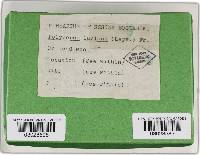 Ganoderma lucidum image