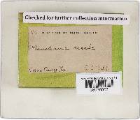 Ganoderma resinaceum image