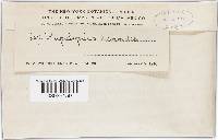 Phellinus gilvus image