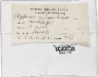 Phellinus gilvus image