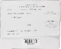 Phellinus gilvus image