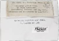 Phellinus gilvus image