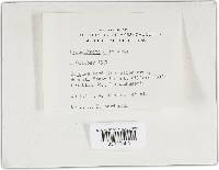 Thumbnail image of current specimen