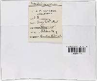 Hydnochaete olivacea image