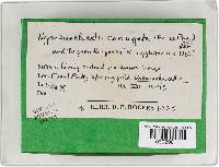 Hymenochaete corrugata image