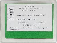 Hymenochaete rubiginosa image