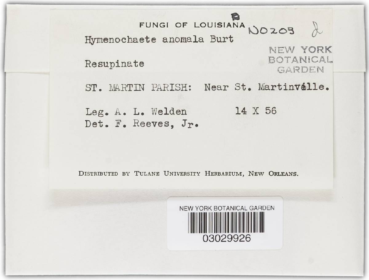 Hymenochaete anomala image