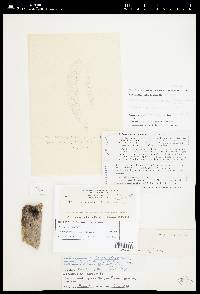 Media resource of Gorgoniceps jamaicensis