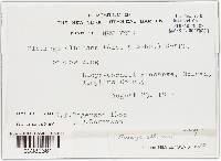 Cercophora coprophila image