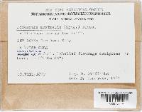 Podospora australis image