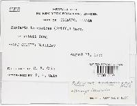 Podospora australis image