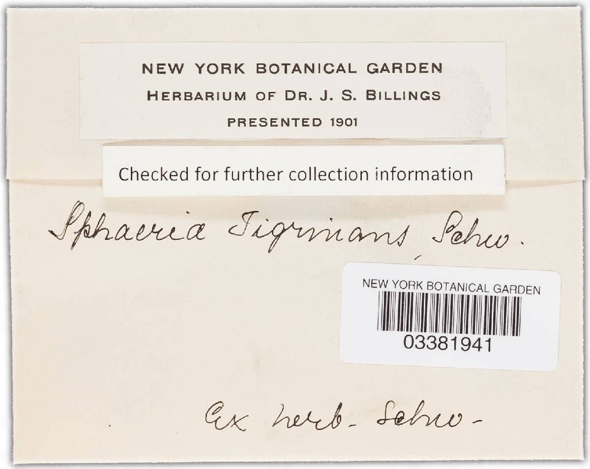 Sphaeria tigrinans image